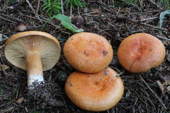 Lactarius porniniae