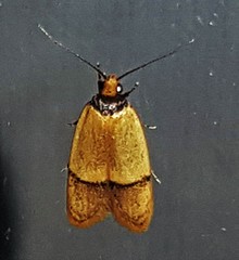 Eulechria hemisphaerica