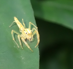 Viciria pavesii
