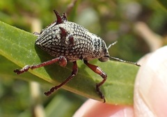 Catasarcus spinipennis