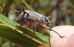 Catasarcus spinipennis
