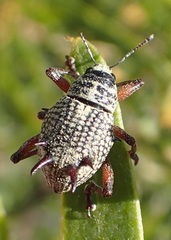 Catasarcus spinipennis