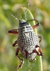 Catasarcus spinipennis