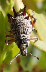 Catasarcus spinipennis