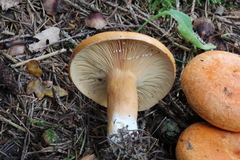Lactarius porniniae