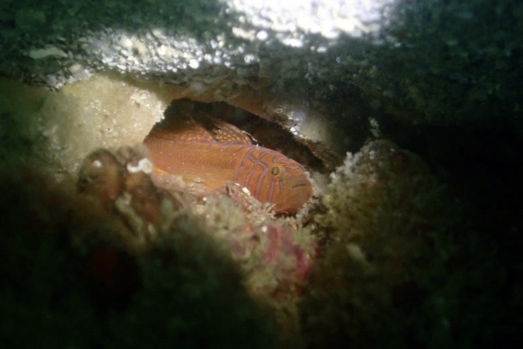 Crossroads Goby