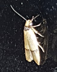 Eulechria hemisphaerica