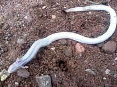 Four-Toed Worm Lizard photo 3