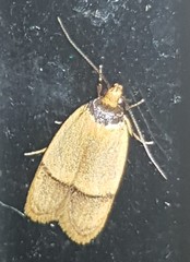 Eulechria hemisphaerica