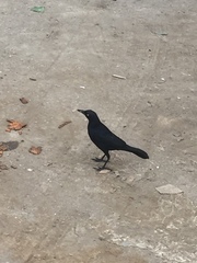 Aves
