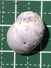 Coralliophila violacea