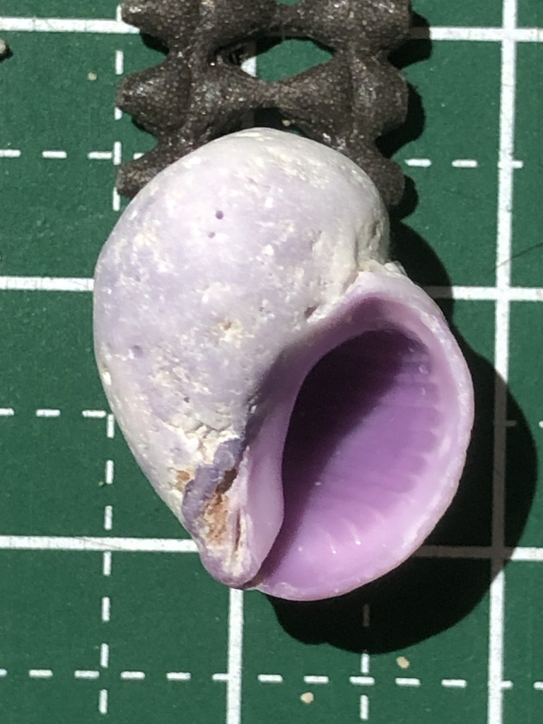 purple coral snail