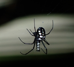 Leucauge argentina