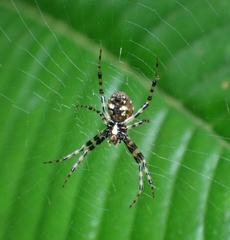 Araneae