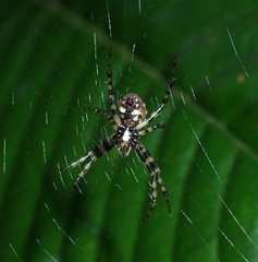 Araneae