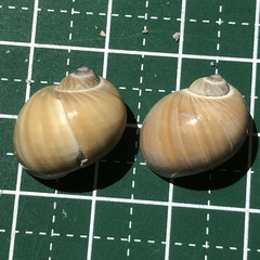 Notocochlis gualteriana