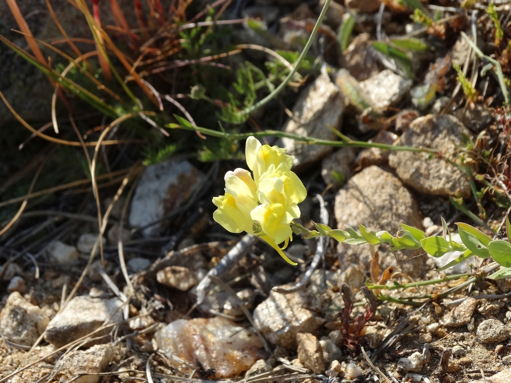 Linaria brachyphylla