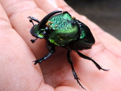 Phanaeus amithaon