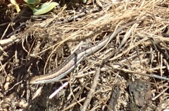 Morethia lineoocellata