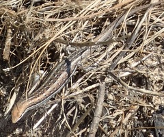 Morethia lineoocellata