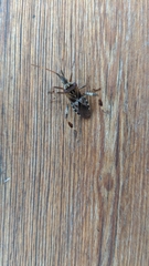 Leptoglossus occidentalis