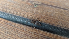 Leptoglossus occidentalis