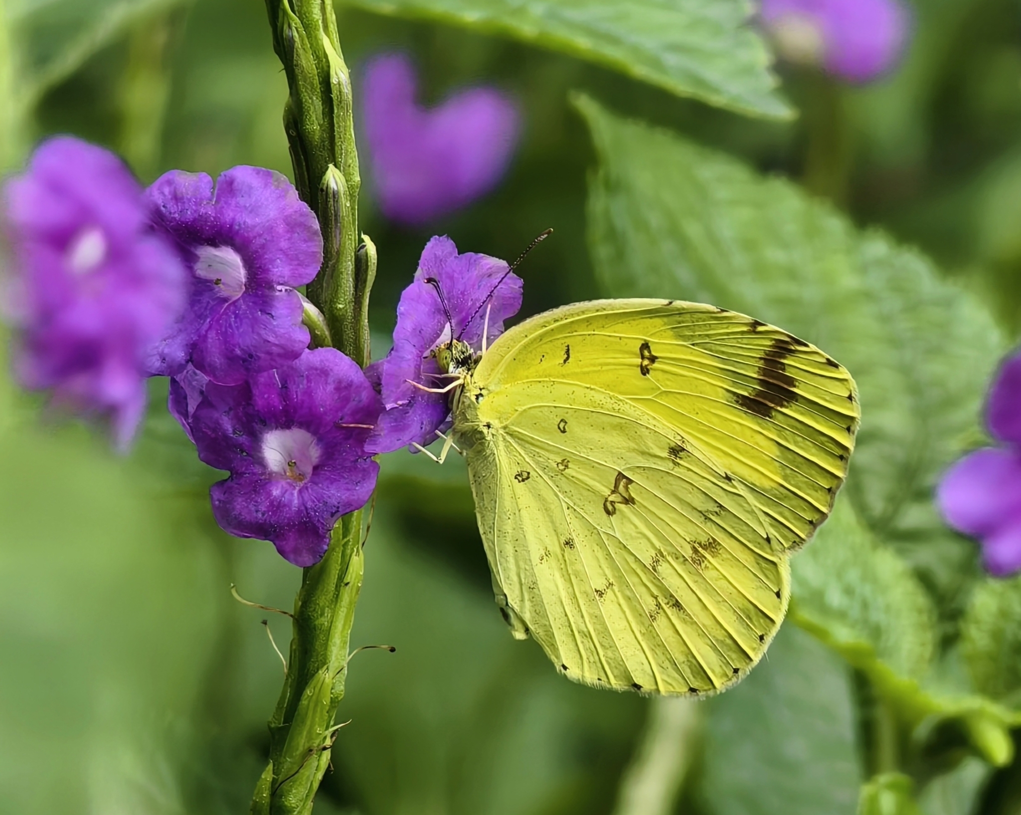 Common Grass Yellow
