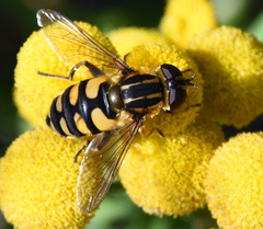 Helophilus obscurus