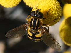 Helophilus obscurus