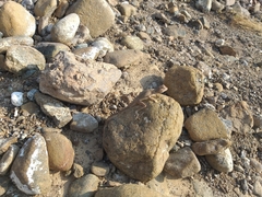 Pseudotrapelus jensvindumi