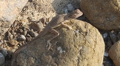 Pseudotrapelus jensvindumi