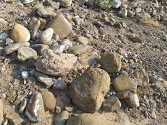 Pseudotrapelus jensvindumi