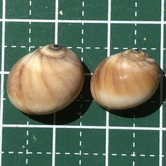 Natica fasciata