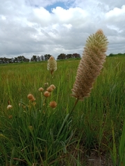 Ptilotus macrocephalus