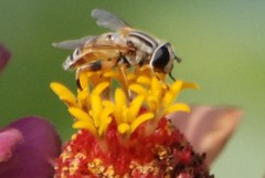 Helophilus continuus