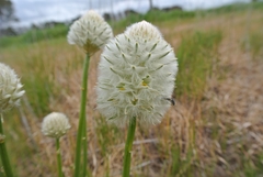 Ptilotus macrocephalus