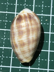 Pterygia dactylus