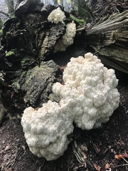 Hericium alpestre
