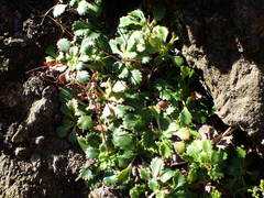 Saxifraga spathularis
