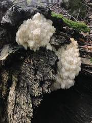 Hericium alpestre