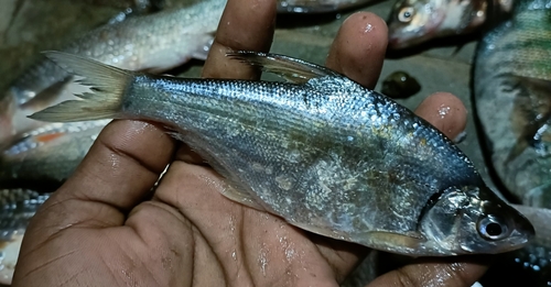 Manipur osteobrama (Osteobrama belangeri) — Cyprinidae — 2