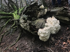 Hericium alpestre