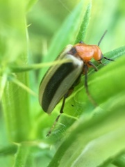 Zonitis bilineata