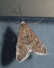 Achyra affinitalis