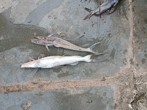 Giant river catfish (Sperata seenghala) — Bagridae — 2