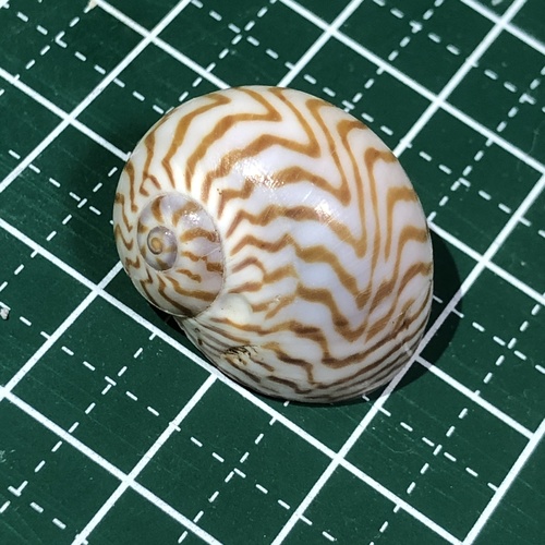 モクメダマ