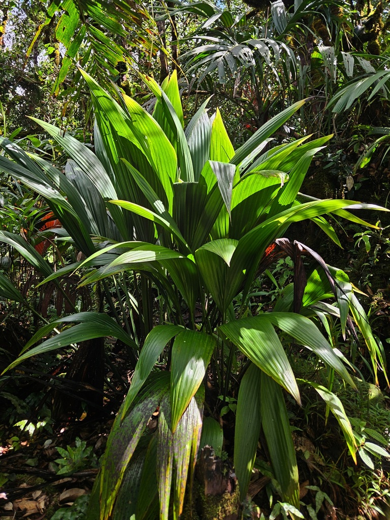Curculigo seychellensis