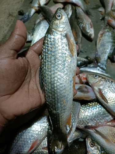 Reba carp (Bangana ariza) — Cyprinidae — 5