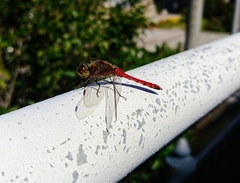 Sympetrum