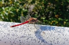 Sympetrum